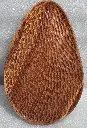 acacia2.webp